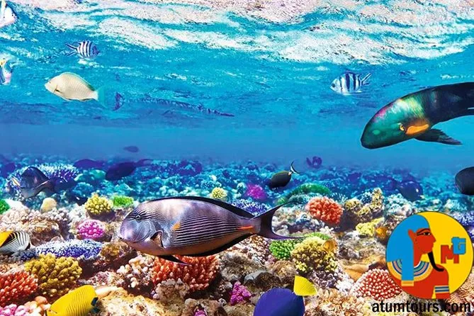 Reserva natural de Ras Mohammed en autobús